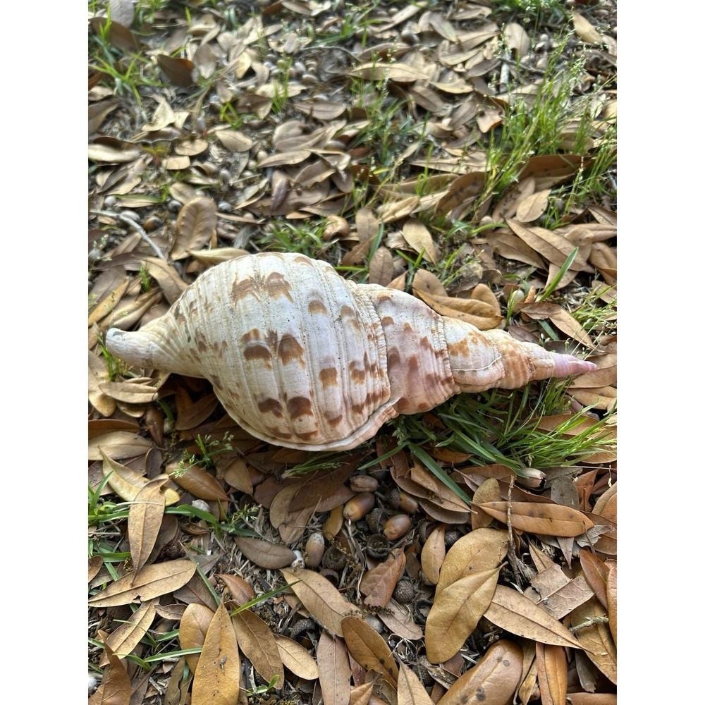Large Triton Trumpet Charonia Tritonis Conch Sea Shell 11" - Picture 3 of 5